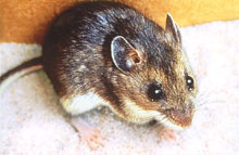 hantavirus - deer mouse