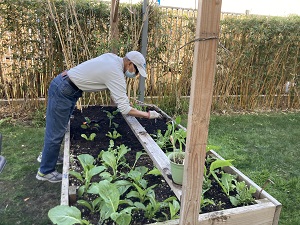 older asian man tending garden