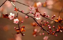 cherry blossoms