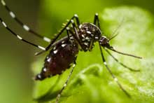 West Nile Virus